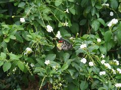 -深圳国际园林花卉博览园