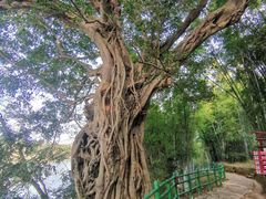 -苏家围·东江画廊旅游景区