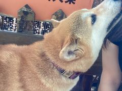 -柴犬高等学院·狗咖·柴犬售卖·宠物训练