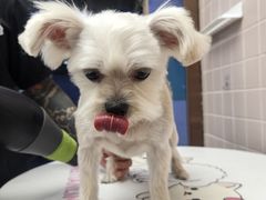 -FAELING PETS美天灵宠物(富力广场店)