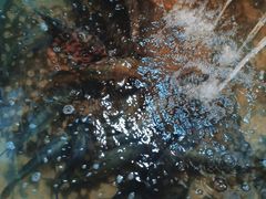 -抚仙湖生态石锅鱼野生菌(告庄店)