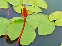 -莲花池公园