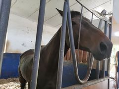 -重庆和泰马术俱乐部