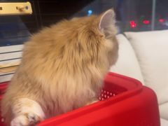 -瑞派申生动物医院·24H夜诊·国际动物医疗中心·骨外科(吴中路店)