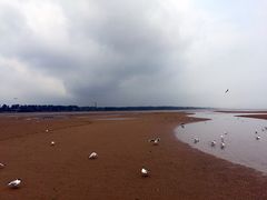 滩涂的水鸟-鸽子窝公园