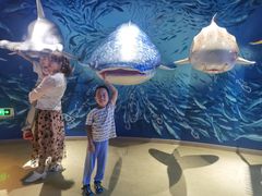 -烟台海昌鲸鲨海洋公园