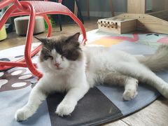 -东方名猫馆·英短金渐层布偶猫舍(环线广场1号楼店)