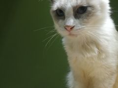 -猫亿天猫咖