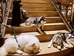 -more than meow吴止猫主题餐厅(承德 中船汇店)