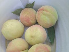 -老袁家蜜桃农场·阳山水蜜桃