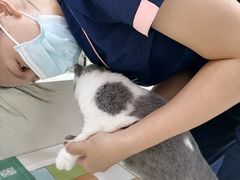 -瑞鹏宠物医院·微创内窥镜·骨外科·牙科(翠竹分院)