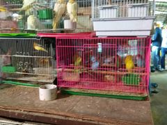 -万商花鸟市场