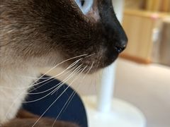 -猫和宫(六道口店)