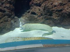 -上海海洋水族馆