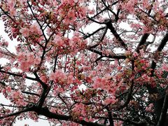 -台场海滨公园船码头