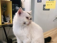 -平行世界·猫咖(首经贸店)