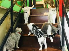 -李小姐の猫咖啡馆(五角场店)