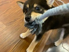 -豆柴町-柴犬主题狗咖(红鼎国际C座店)