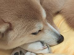 -逗柴咖啡屋·狗咖猫咖宠物桌游
