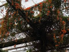 -呀路古热带植物园