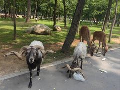 -秦皇岛野生动物园