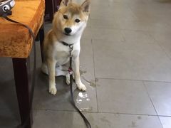 -山大王菌莊