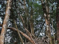 -云南屏边大围山国家公园