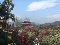 -贵州百里杜鹃风景名胜区