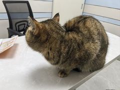 -中农国际动物医院24小时·猫科·骨科·急重症中心