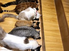 -啵啵喵·猫咖(攀华国际店)