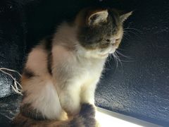 -猫色咖啡·猫咖