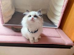 -Bastet sally猫舍购宠(静安店)