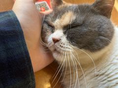 -有猫主题·治愈系猫咖(曾厝垵店)