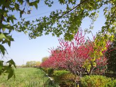 -永定河休闲森林公园