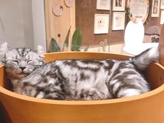 -藏猫猫咖啡主题馆(中央大道店)