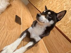 -和它·交个朋友·狗咖猫咖(爱琴海店)