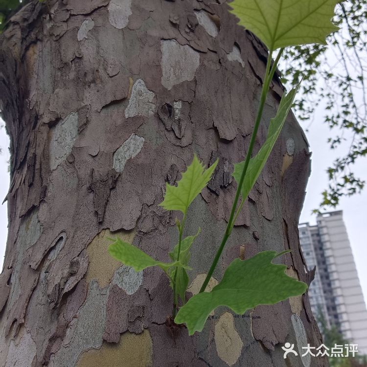 下雨天的五香豆沫和牛肉盒