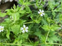 -白草畔自然风景区