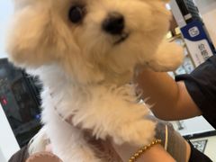 -宠颐生汉谟拉比宠物医院