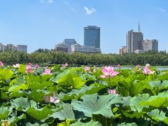-莲花池公园