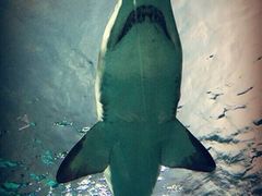 -瑞普利水族馆