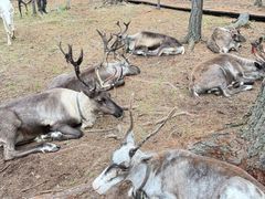 -莫尔道嘎国家森林公园