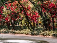 -光明小镇欢乐田园