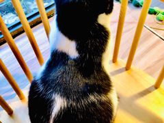 -豆逗聊愈猫阁Easy Life