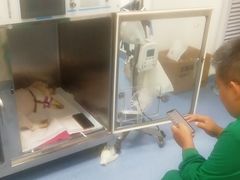 -瑞派长江宠物医院·猫科·外科·24小时夜护(谊城公寓分院)