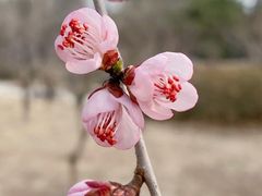 -古塔公园