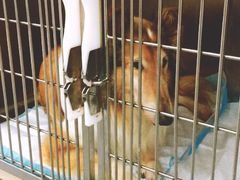 -爱侣宠医·鹦鹉专科·小型哺乳类·异宠专科(灵石路店)