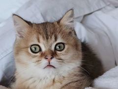 -猫十亿·布偶金渐层·曼基康矮脚猫舍(青年路店)