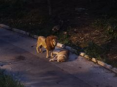 -大连森林动物园