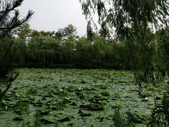 -日照海滨国家森林公园